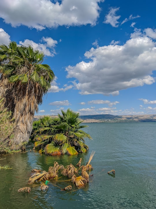 green palm tree near body of water during daytime in Sea of Galilee Israel