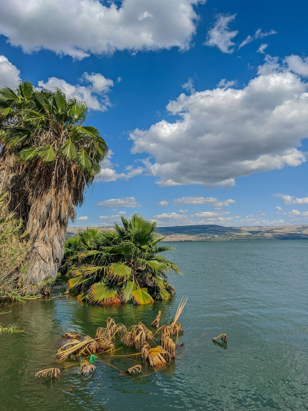 green palm tree near body of water during daytime