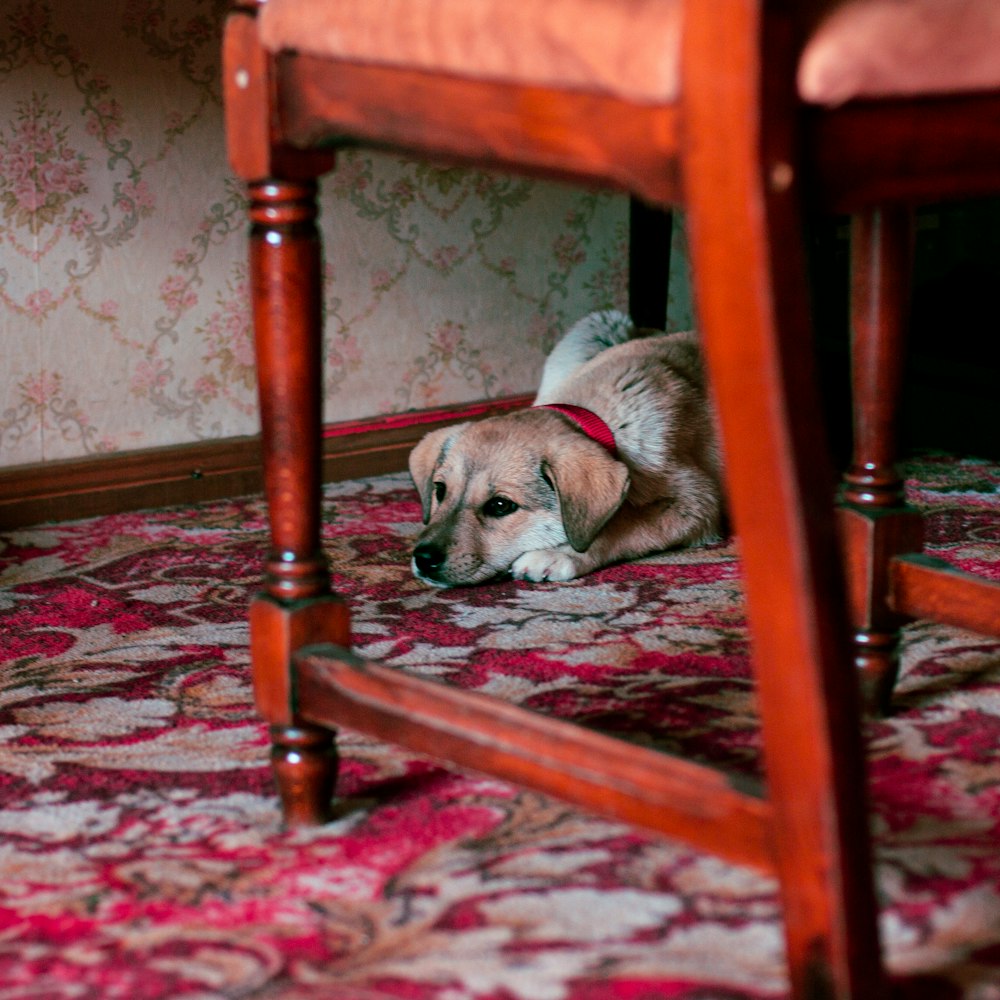 white short coated dog lying on red and white floral area rug