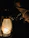 A dimly lit lantern hanging from a twisted branch, casting eerie shadows over old wooden floorboards.