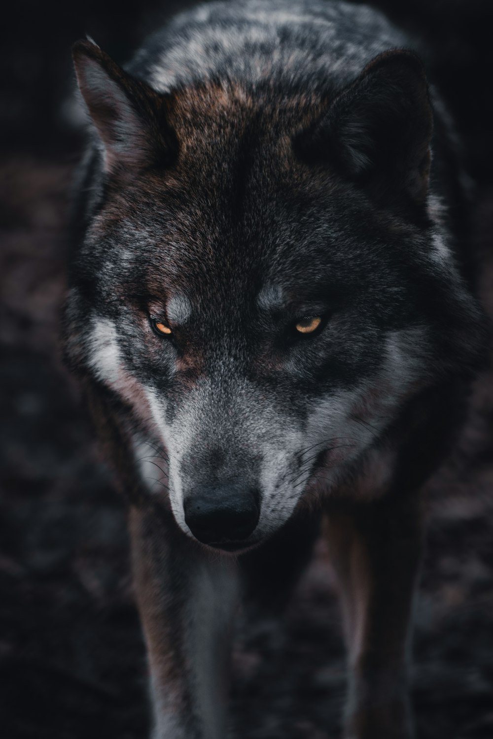 클로즈업 사진에서 갈색과 검은 늑대