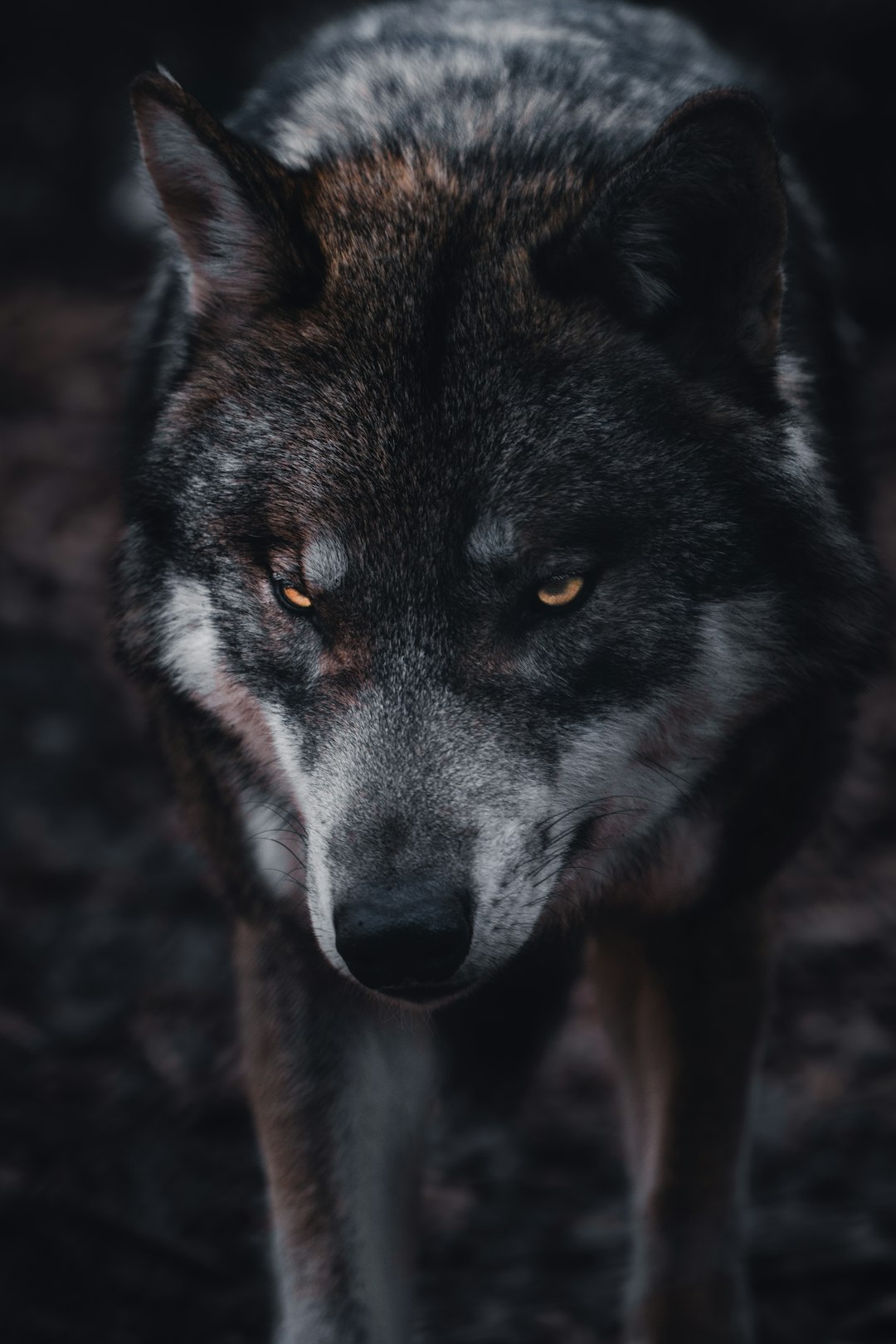  brown and black wolf in close up photography wolf