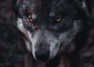 brown and black wolf in close up photography