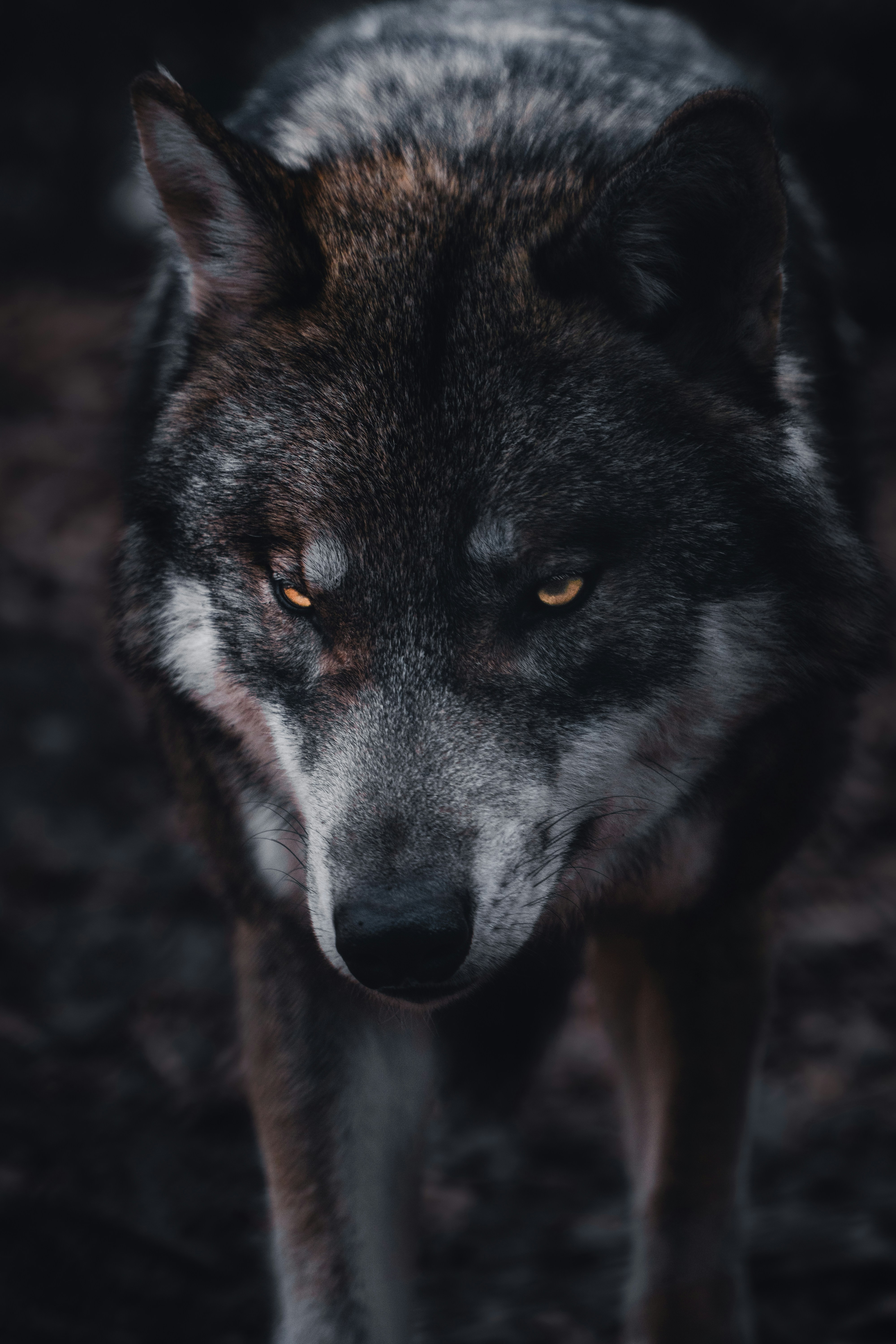 Featured image of post Angry Wolf Wallpaper Desktop