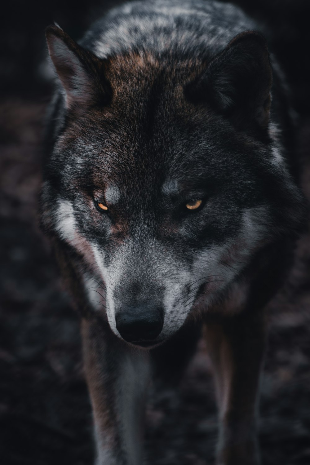 brown and black wolf in close up photography