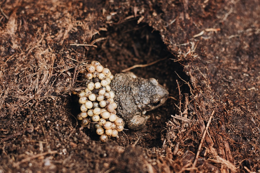 brown and black frog on brown dried leaves