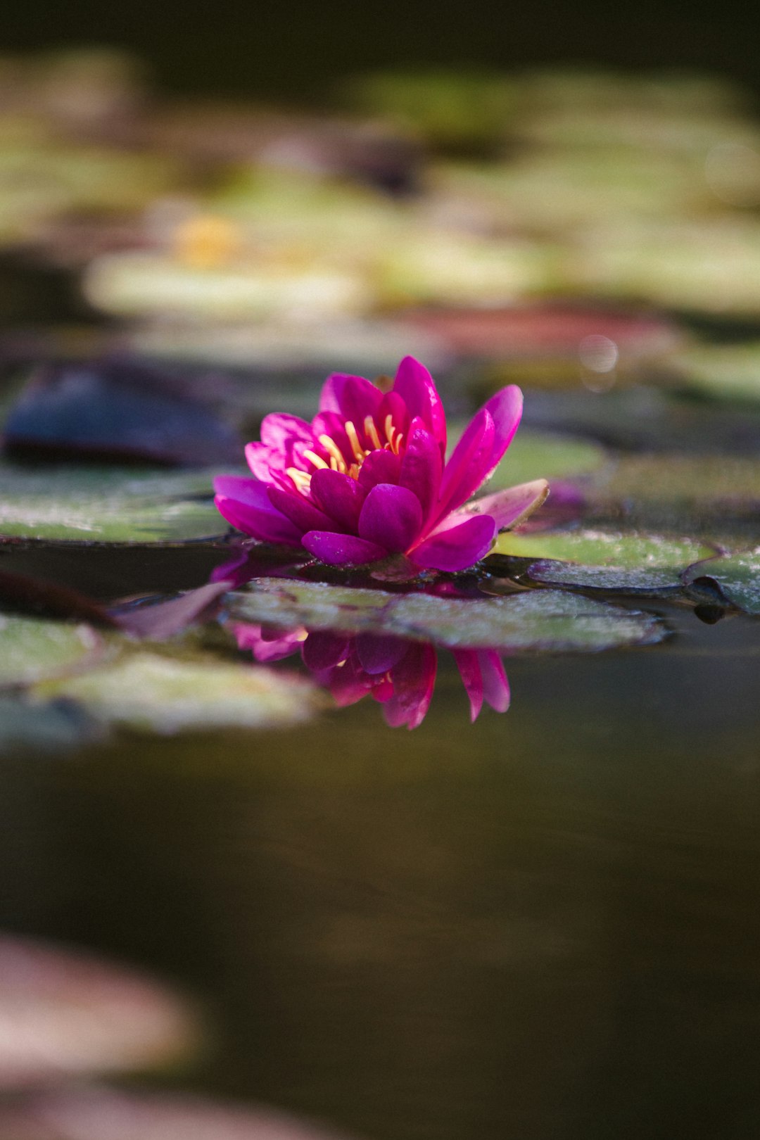 pink lotus flower on water