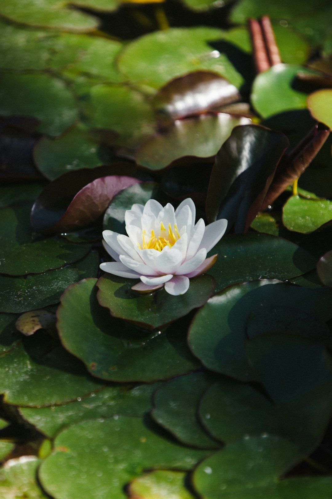 white lotus flower on water