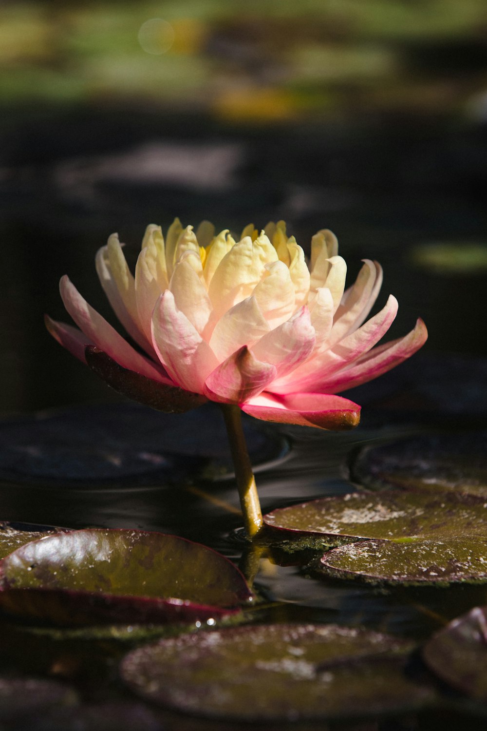 pink and white lotus flower on water