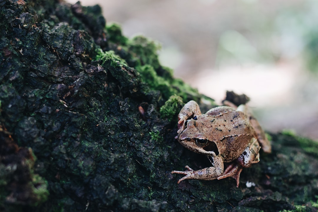 brown frog on green moss