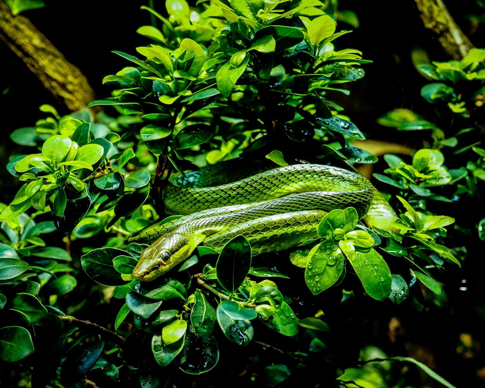 serpiente verde y negra en hojas verdes