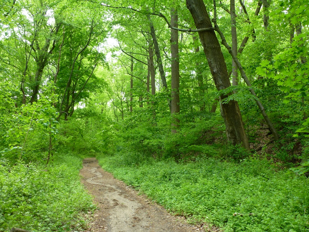 grünes Gras und Bäume tagsüber