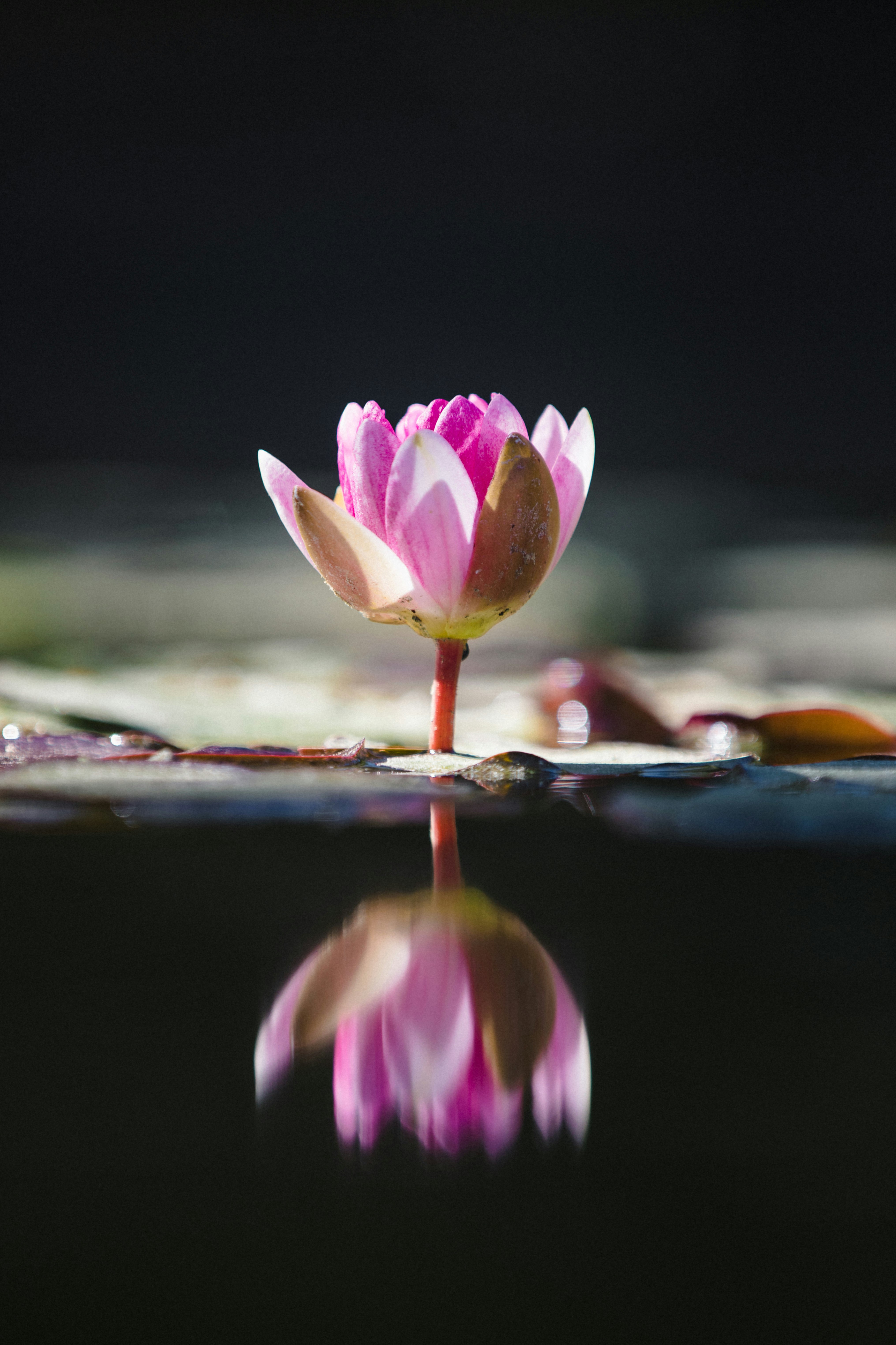 purple lotus flower on water