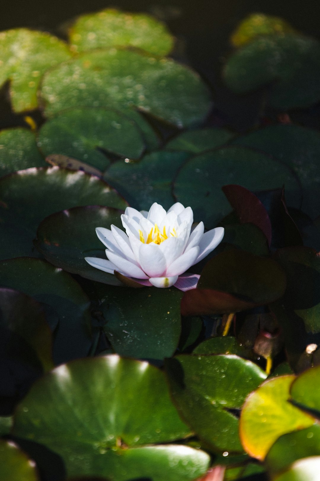 white lotus flower on water