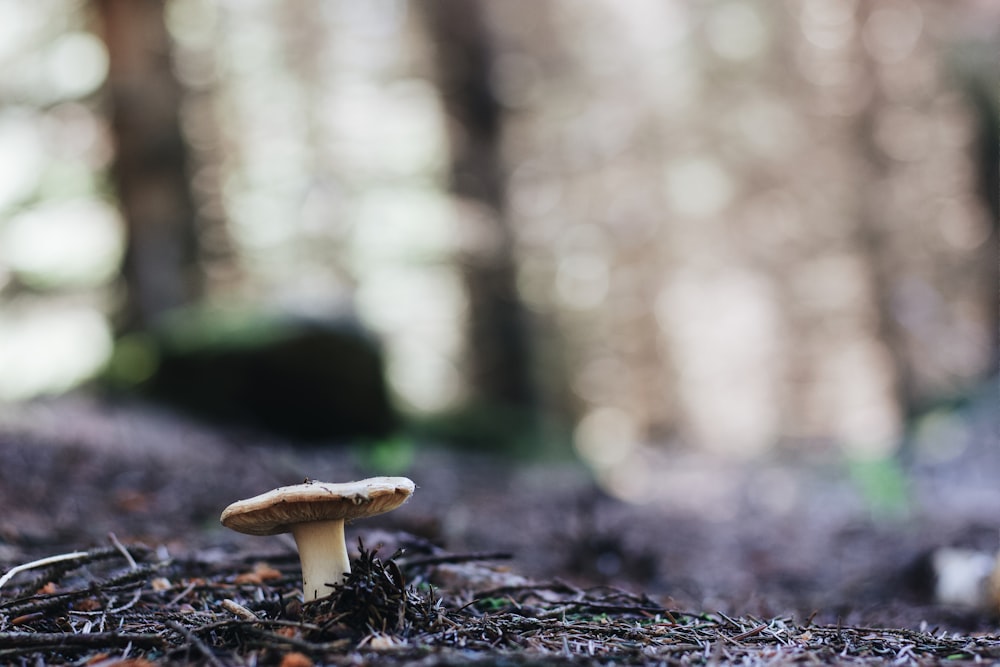 white and brown mushroom in tilt shift lens