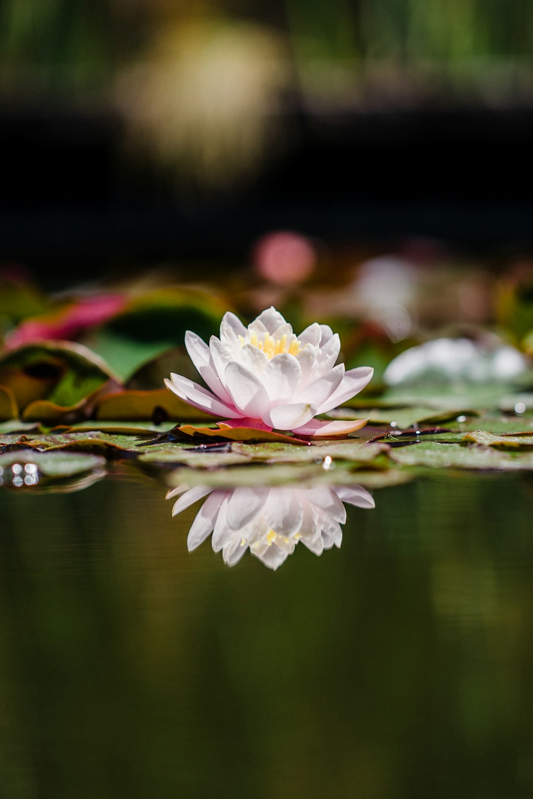 white and pink lotus flower in bloom