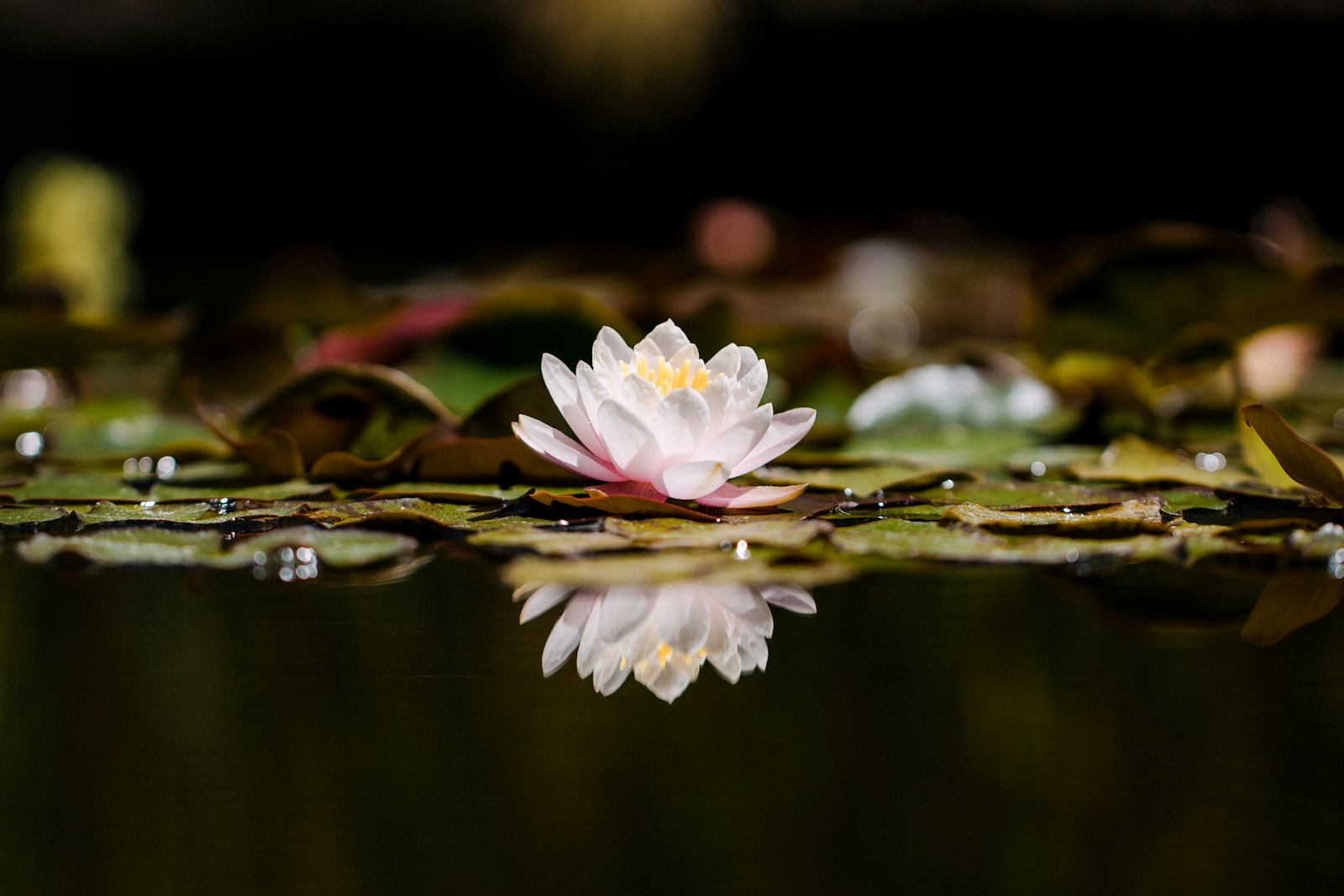 Canon EOS R + Canon EF 100mm F2.8L Macro IS USM sample photo. Pink lotus flower on photography