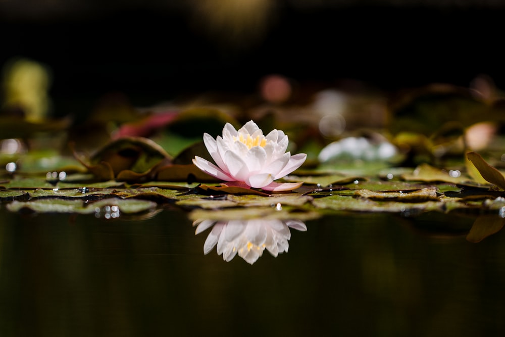 pink lotus flower on water