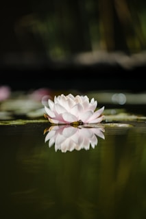 white and pink lotus flower on water