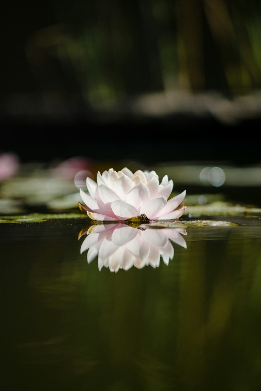 white and pink lotus flower on water