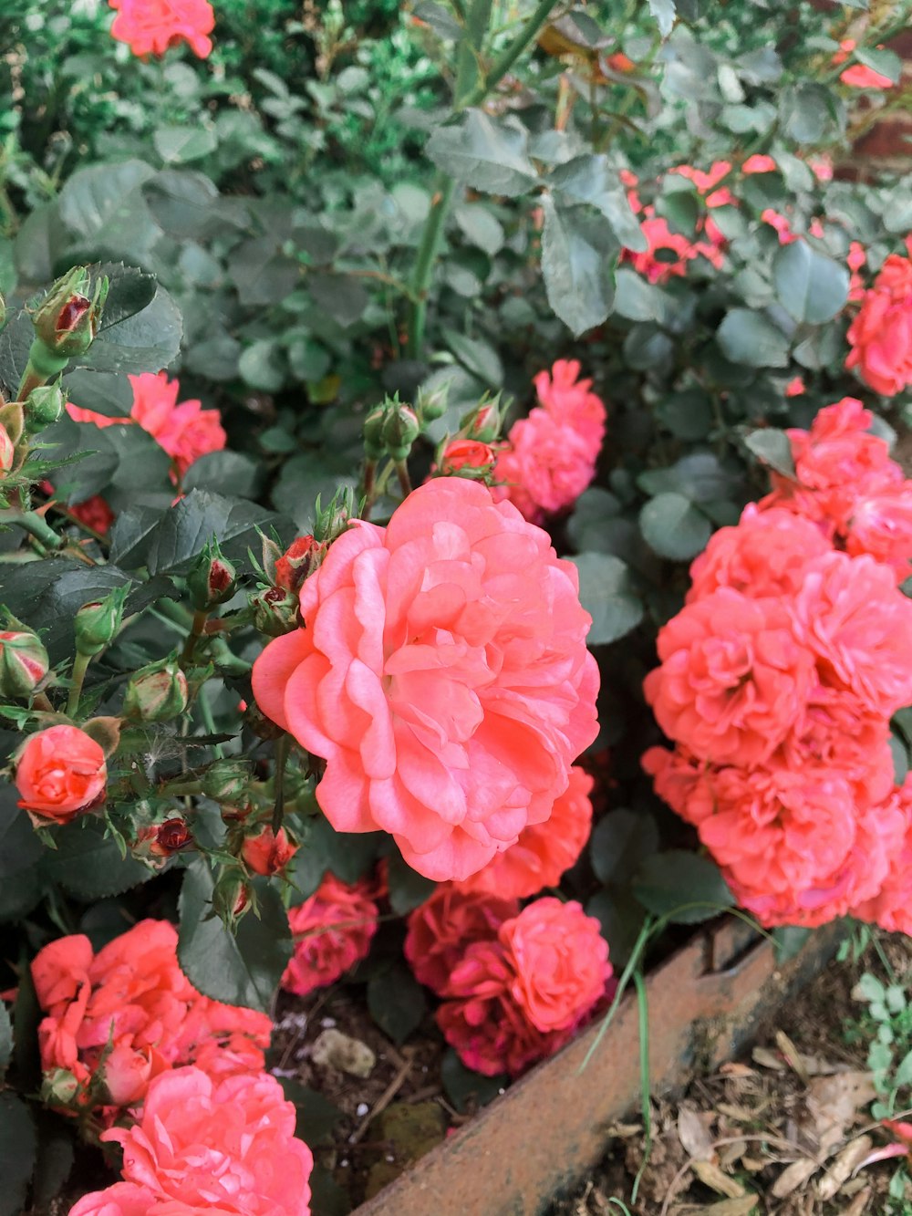 pink flowers with green leaves