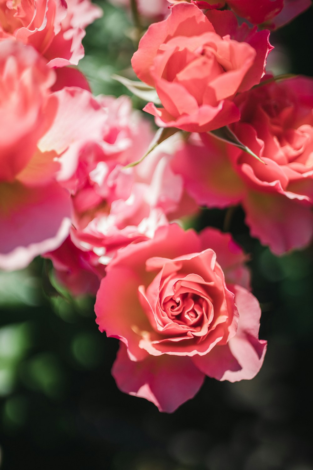 pink roses in close up photography