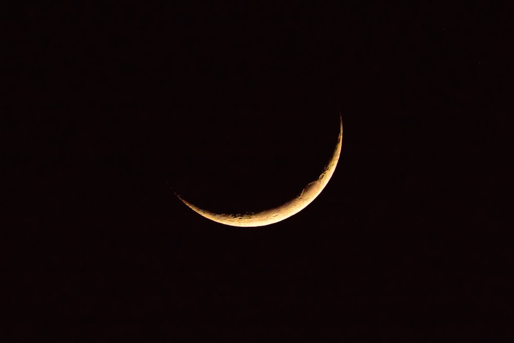 brown and black crescent moon