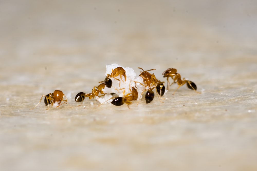Hormiga de fuego marrón y negra en arena marrón durante el día