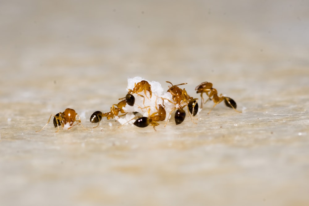 brown and black fire ant on brown sand during daytime