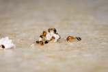 Several ants are gathered around small pieces of white material, appearing to work collaboratively on a smooth surface.