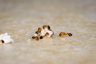 Several ants are gathered around small pieces of white material, appearing to work collaboratively on a smooth surface.