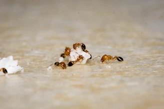 A group of ants working together to move a large crumb on a vibrant blue surface