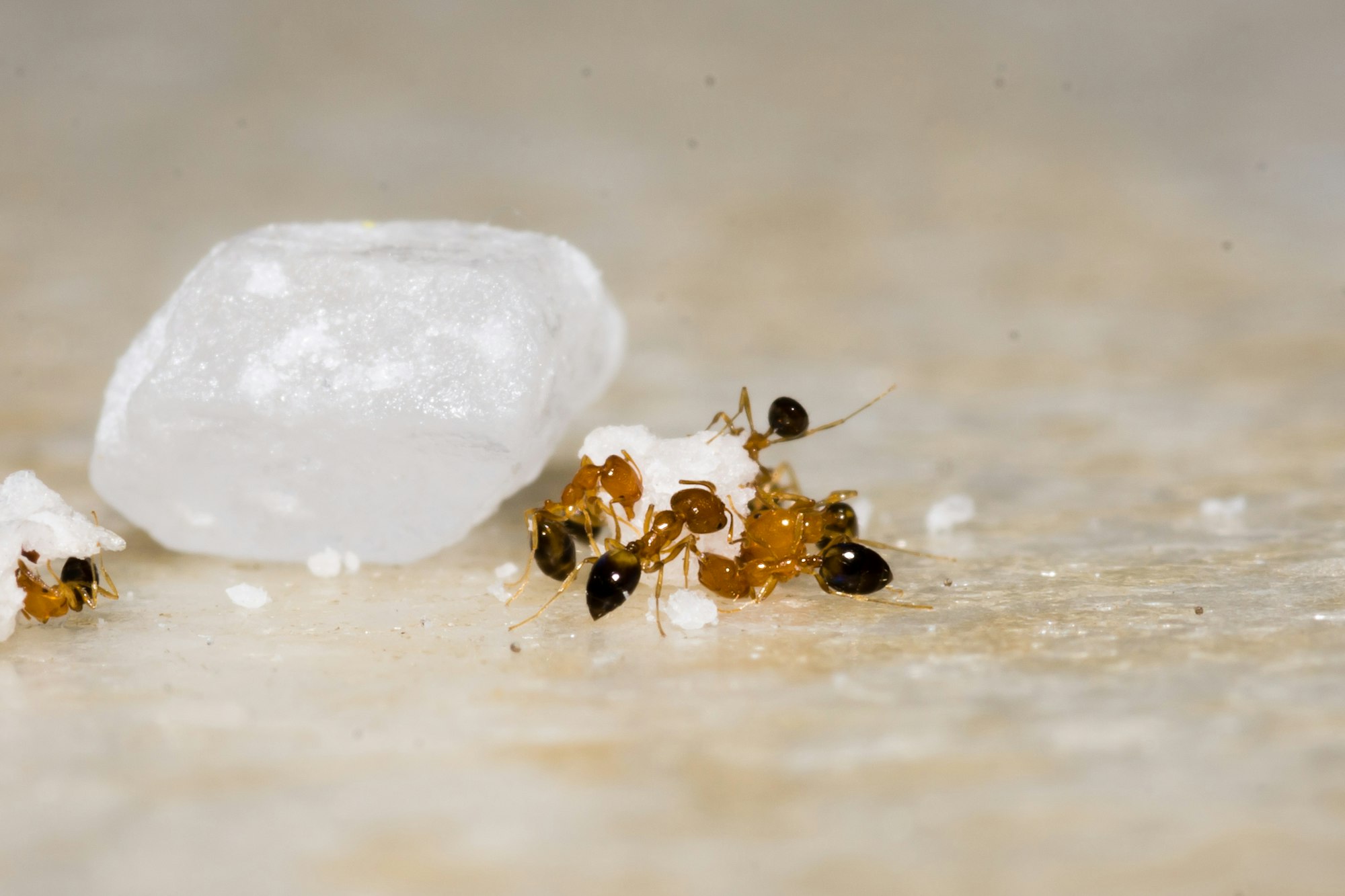 yellow and black bee on white ice