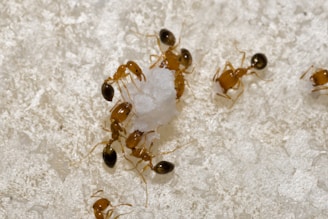Technician applying non-fumigant treatment to a wall corner to eliminate ants.
