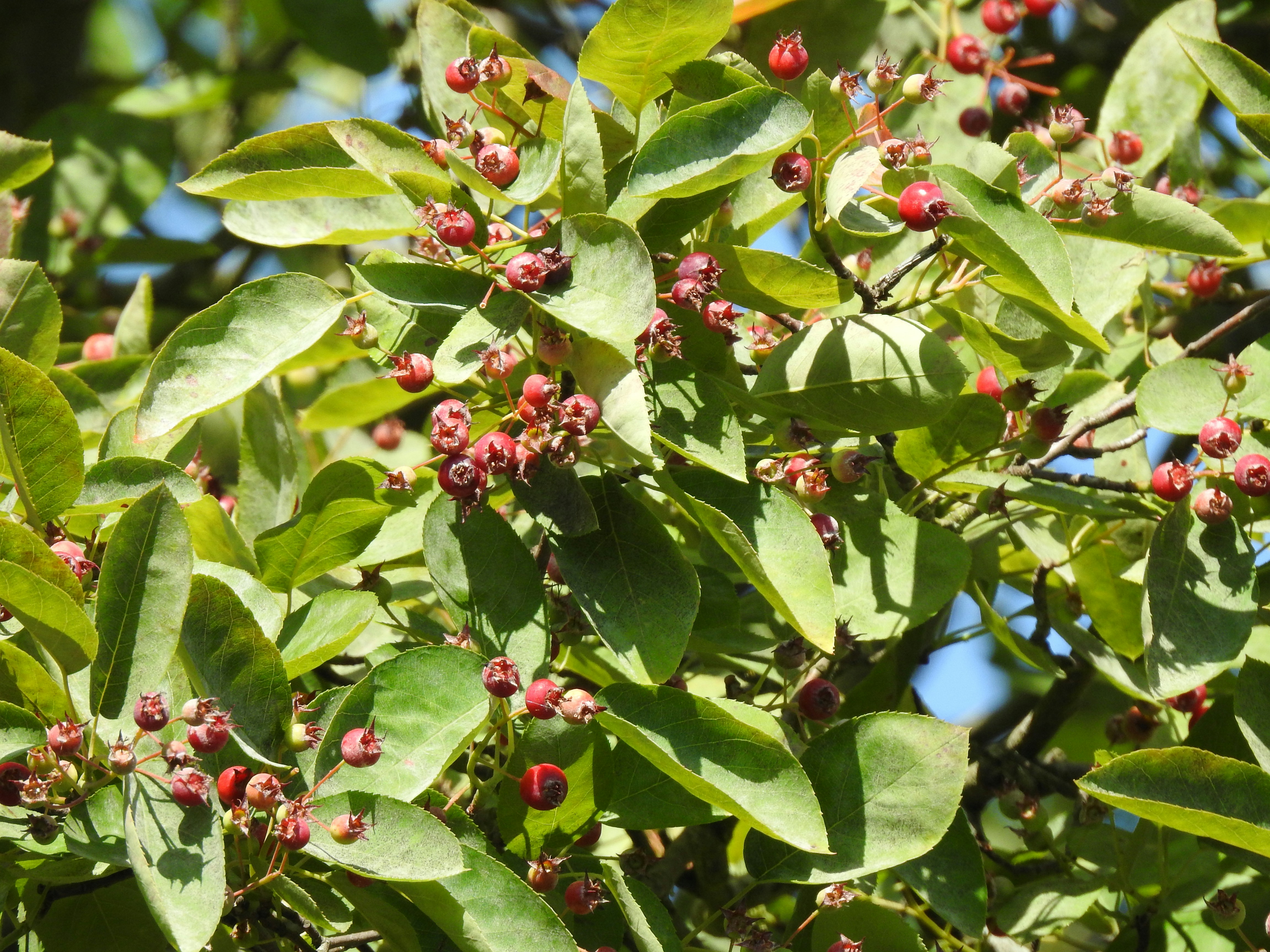 Photo by vijaychadha