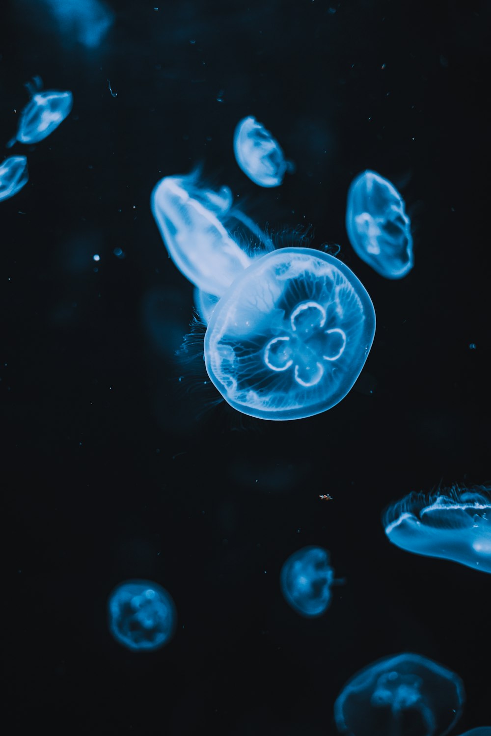 blue jellyfish in water with black background