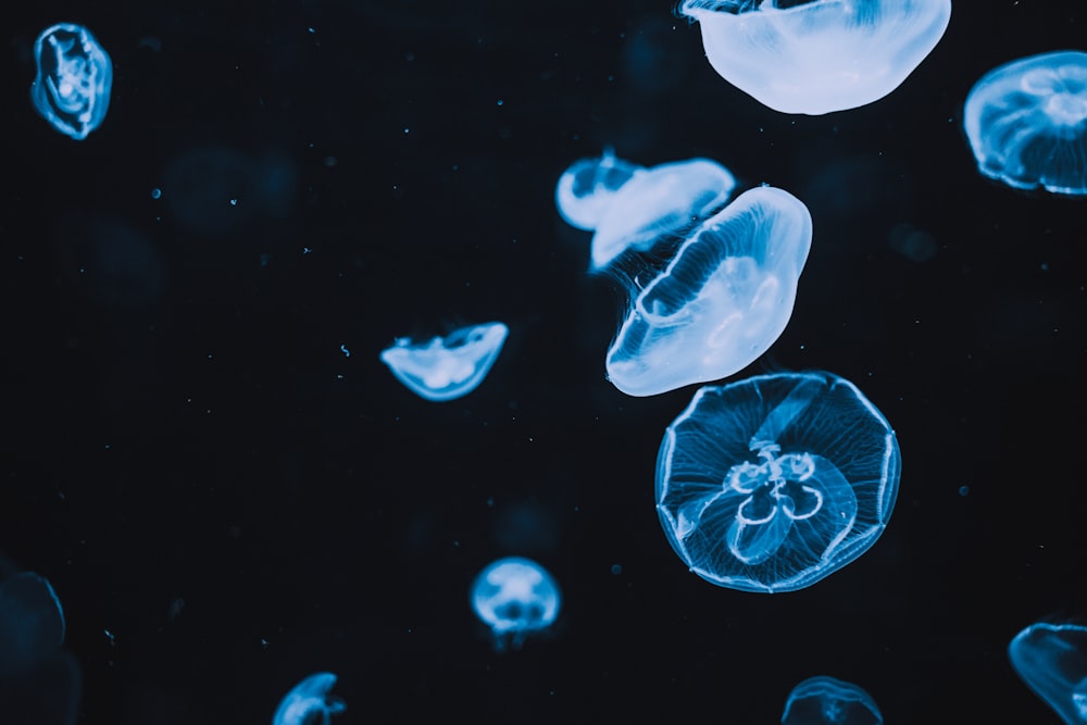 méduse bleue dans l’eau avec fond blanc