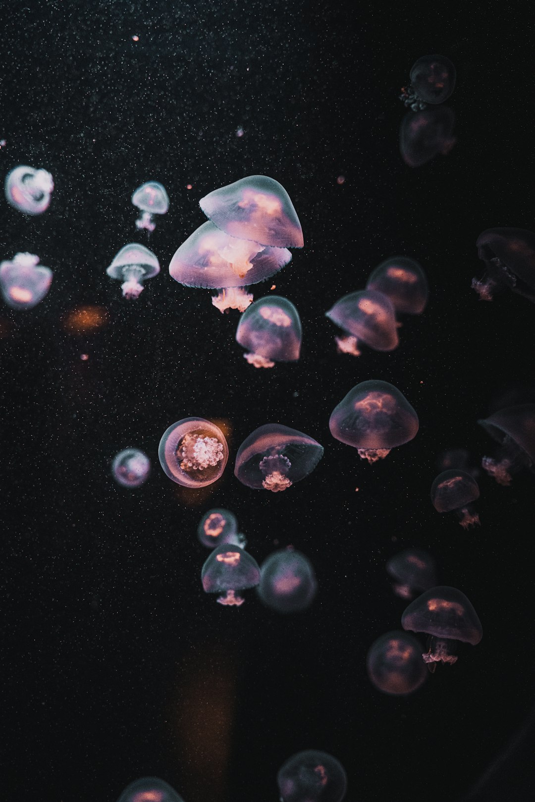 white and blue jellyfish in water