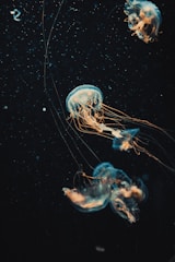 blue jellyfish in water in close up photography