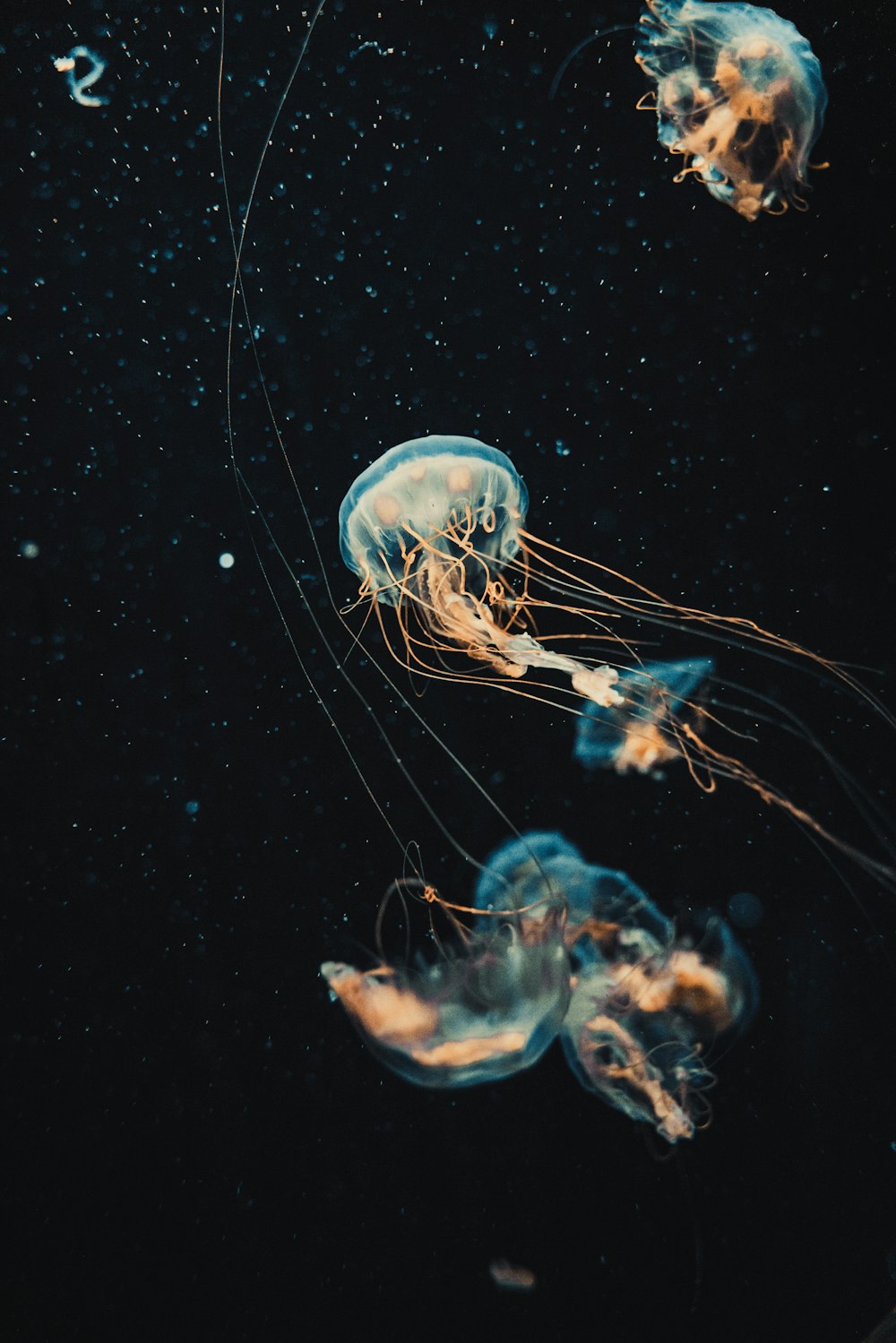 águas-vivas azuis na água em fotografia de perto