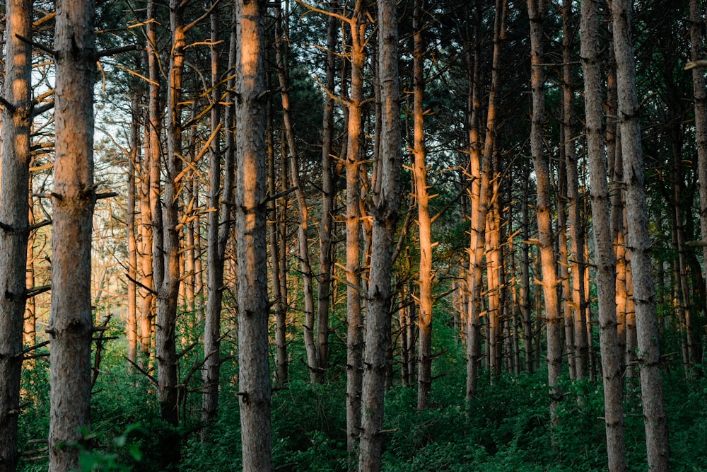 a forest filled with lots of tall trees