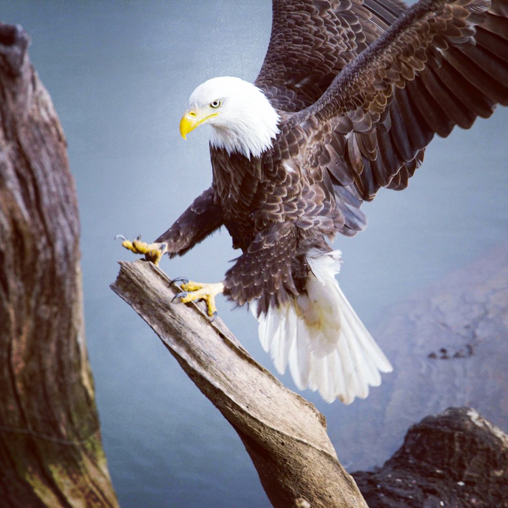 bald eagle on brown tree branch