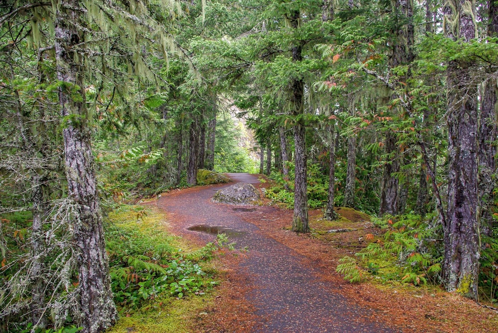 brown dirt road between green trees during daytime