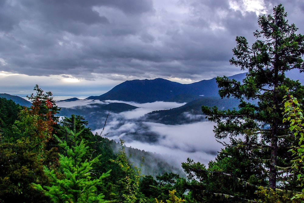 green trees near lake under cloudy sky during daytime