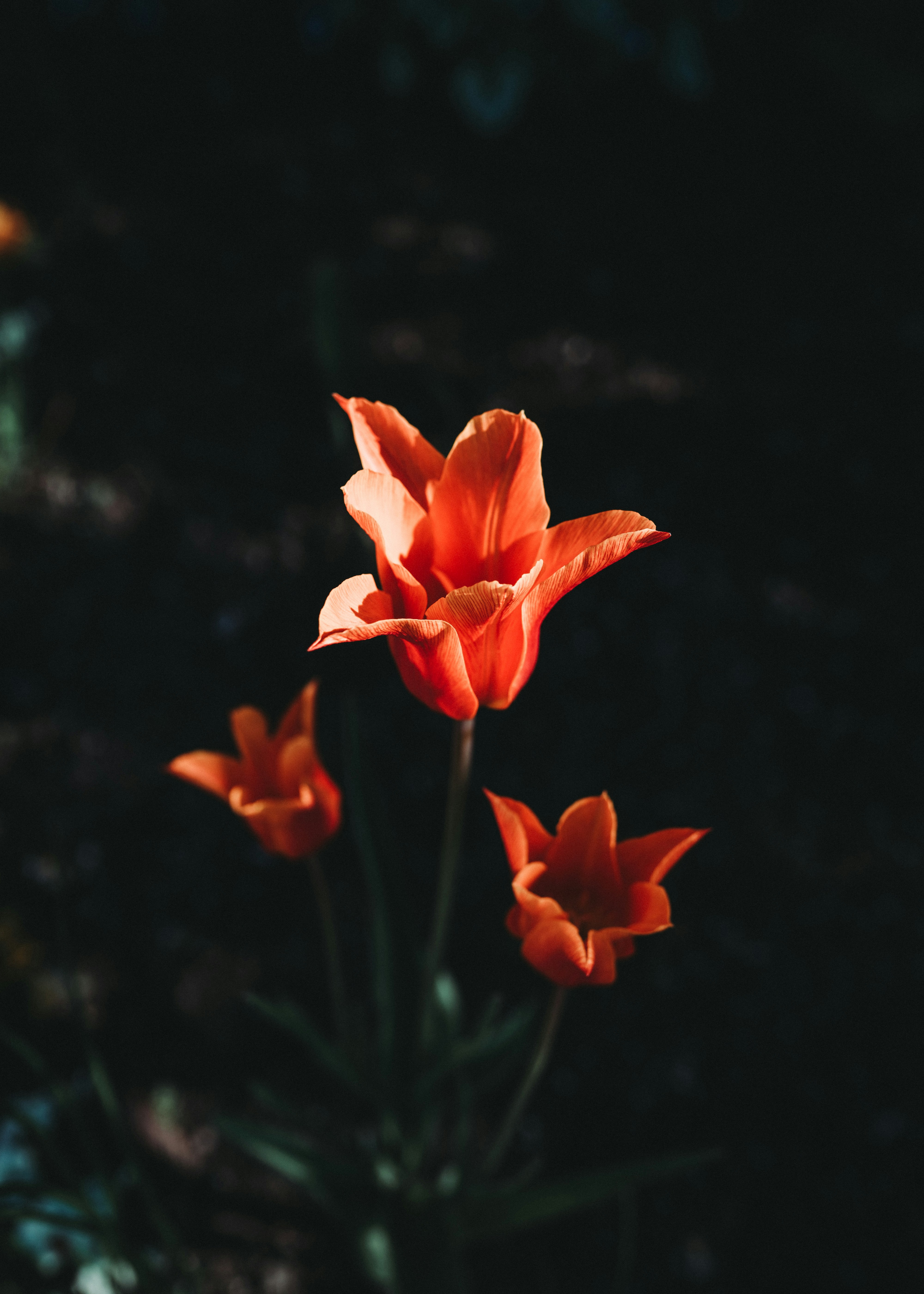 Photo by emilwidlund