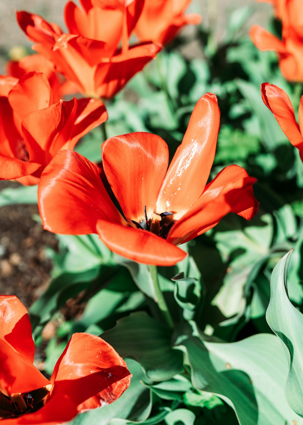 red flower in tilt shift lens