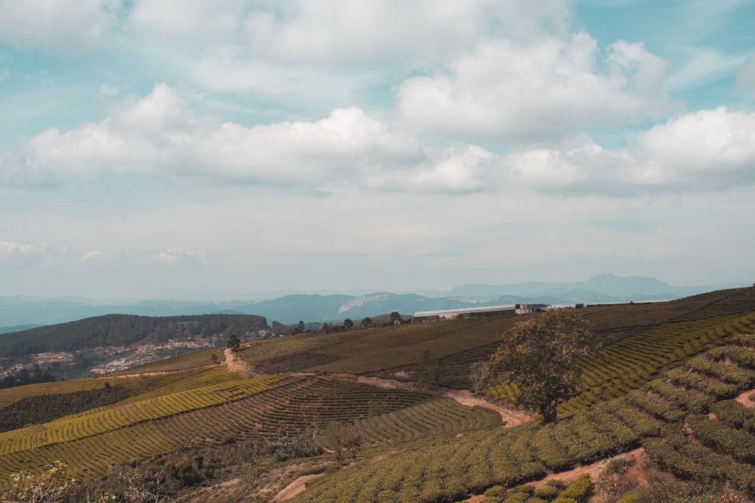 Plain photo spot Đồi chè Cầu Đất Farm Vietnam