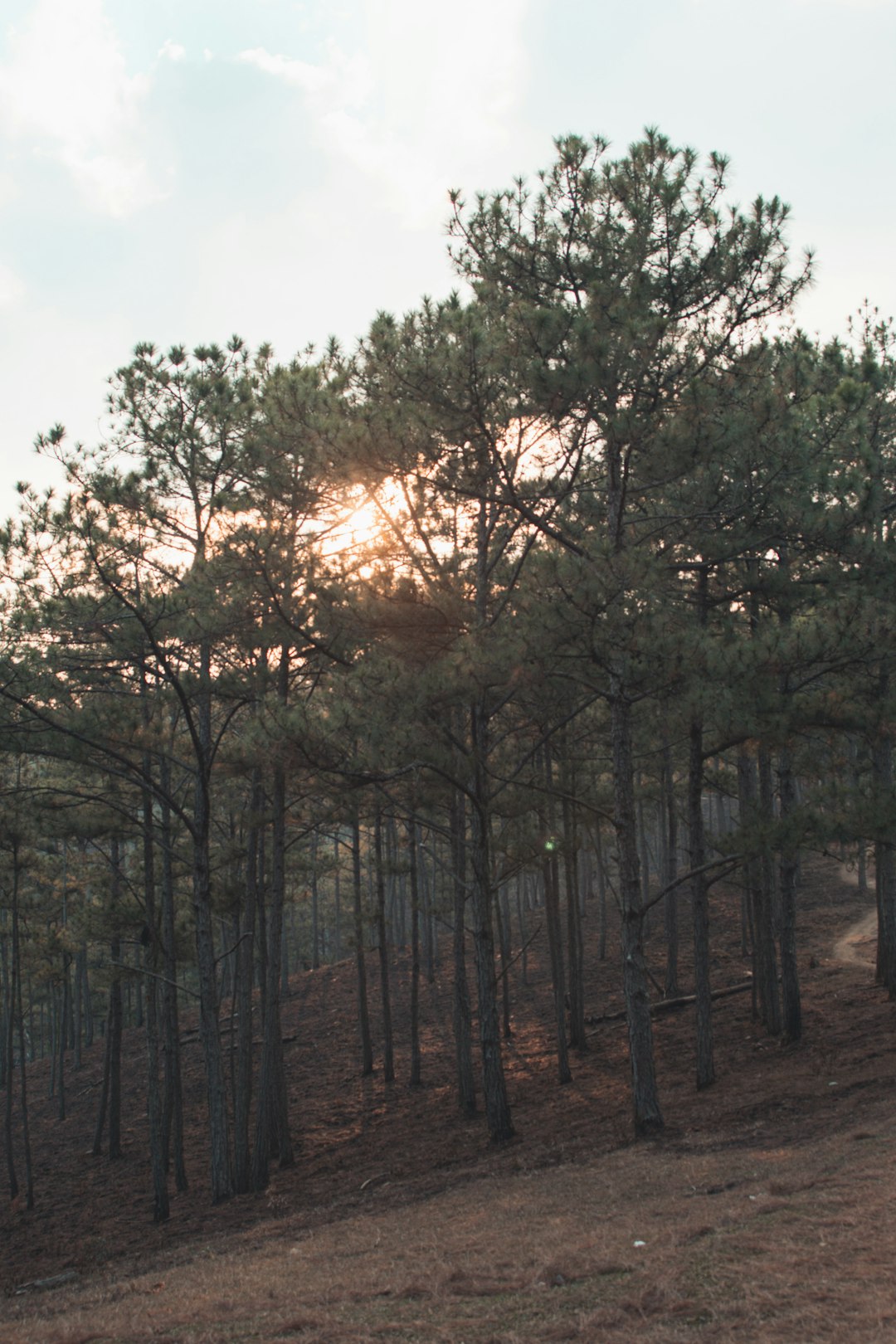 Forest photo spot Da Lat Vĩnh Nguyên