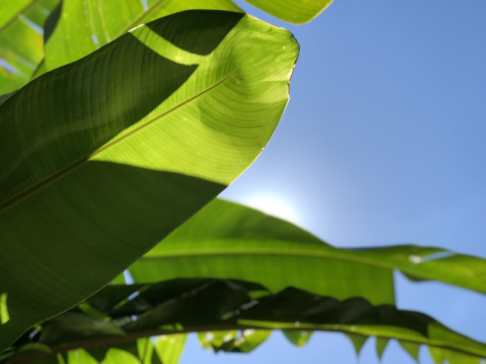 green banana leaf under blue sky during daytime