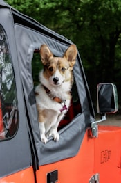 dog travel tips car travel 